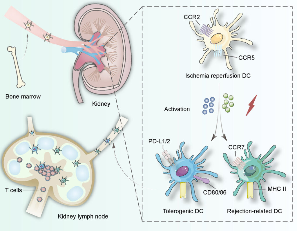 How Long Do Human Cells Actually Live? Your Body Replaces Itself Constantly
