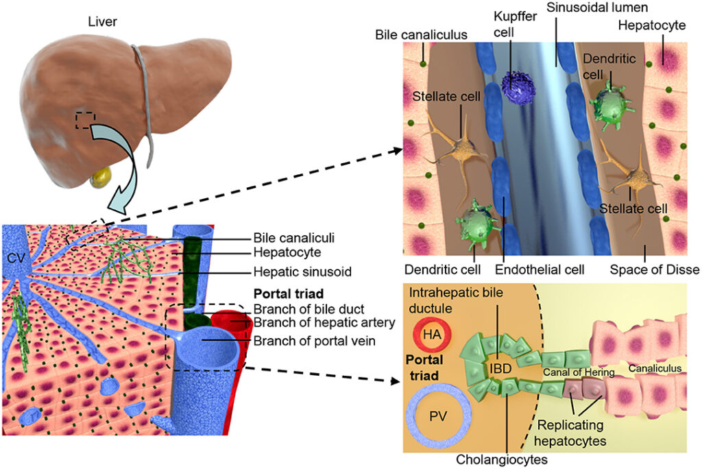 How Long Do Human Cells Actually Live? Your Body Replaces Itself Constantly