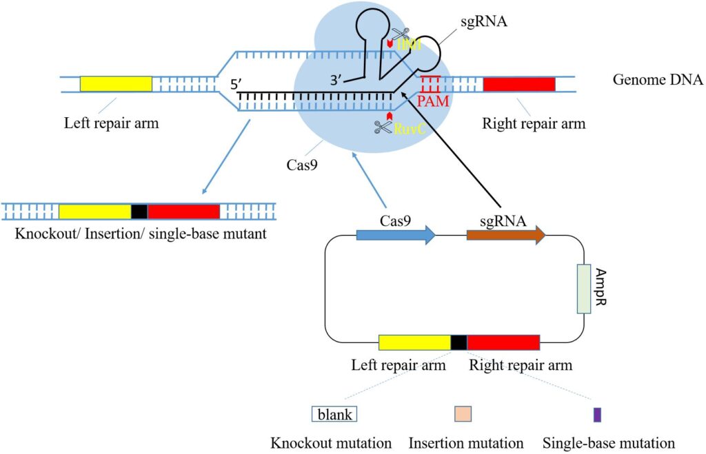 Researchers Discover CRISPR Gene-Editing System in Bacterial Immune Systems