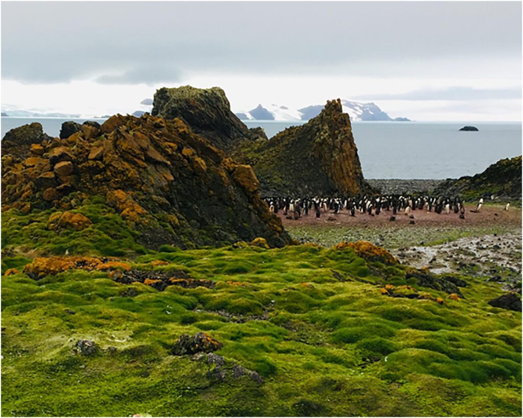 Climate Science Research Reveals Antarctic Greening Signals Rapid Ecosystem Disruption and Climate Tipping Points