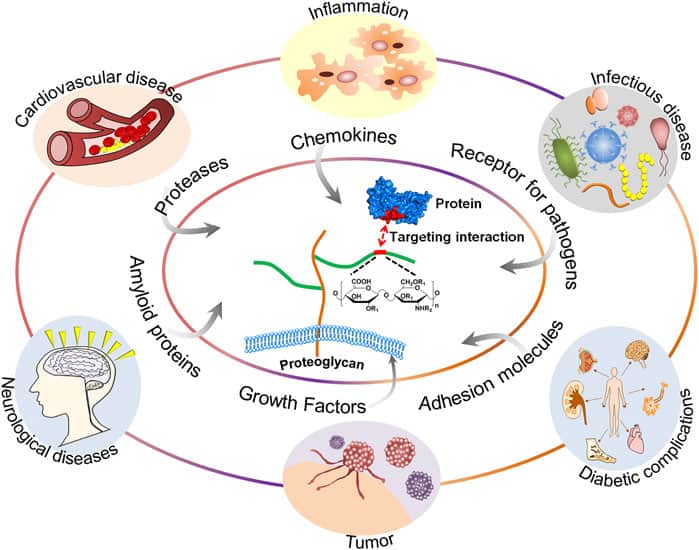 Sea Cucumbers Contain Unique Sugar That Blocks Cancer-Spreading Enzyme Sulf-2