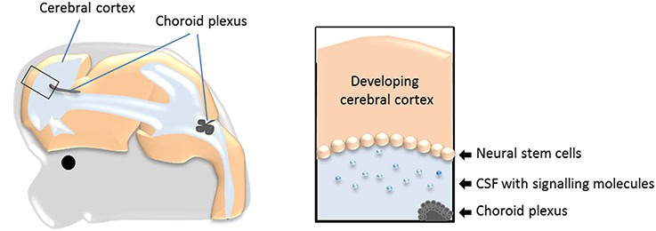 The Body Parts You Didn&#8217;t Know You Had (That Could Save Your Life)