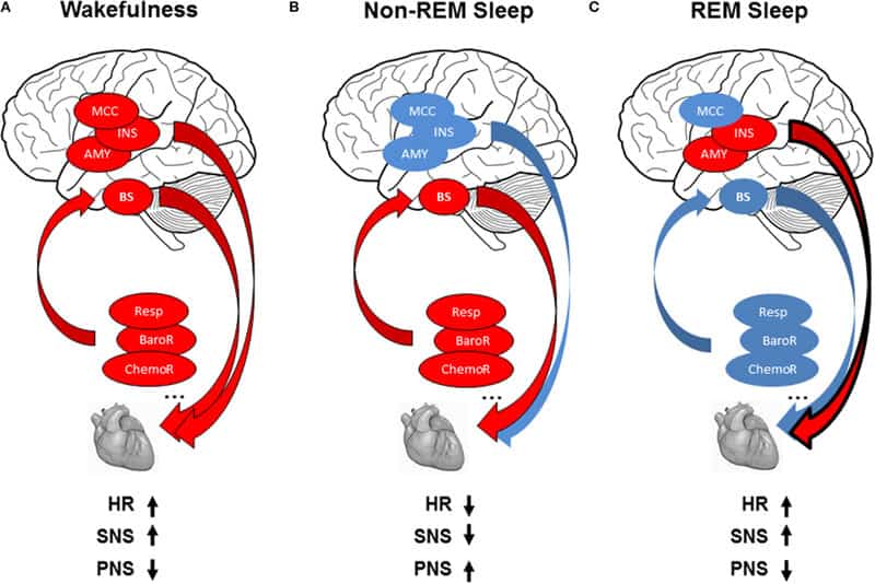 Scientists Discovered a &#8220;Second Brain&#8221; in Your Heart—And It Remembers Everything