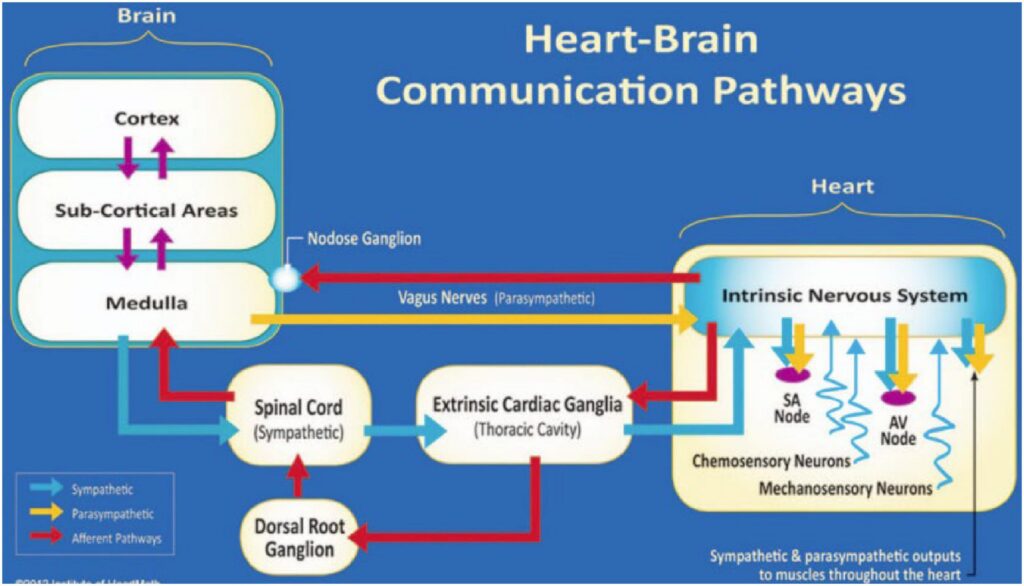 Scientists Discovered a &#8220;Second Brain&#8221; in Your Heart—And It Remembers Everything