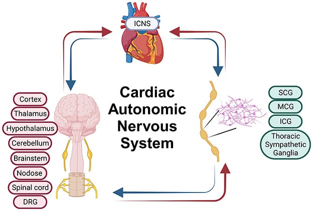 Scientists Discovered a &#8220;Second Brain&#8221; in Your Heart—And It Remembers Everything