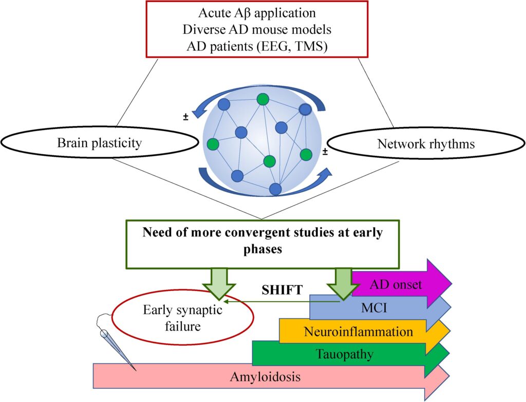 The Protein That Lets Memories Last Forever &#8211; KIBRA&#8217;s Role in Long-Term Memory