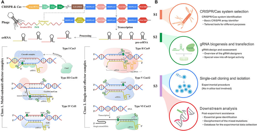 Researchers Discover CRISPR Gene-Editing System in Bacterial Immune Systems