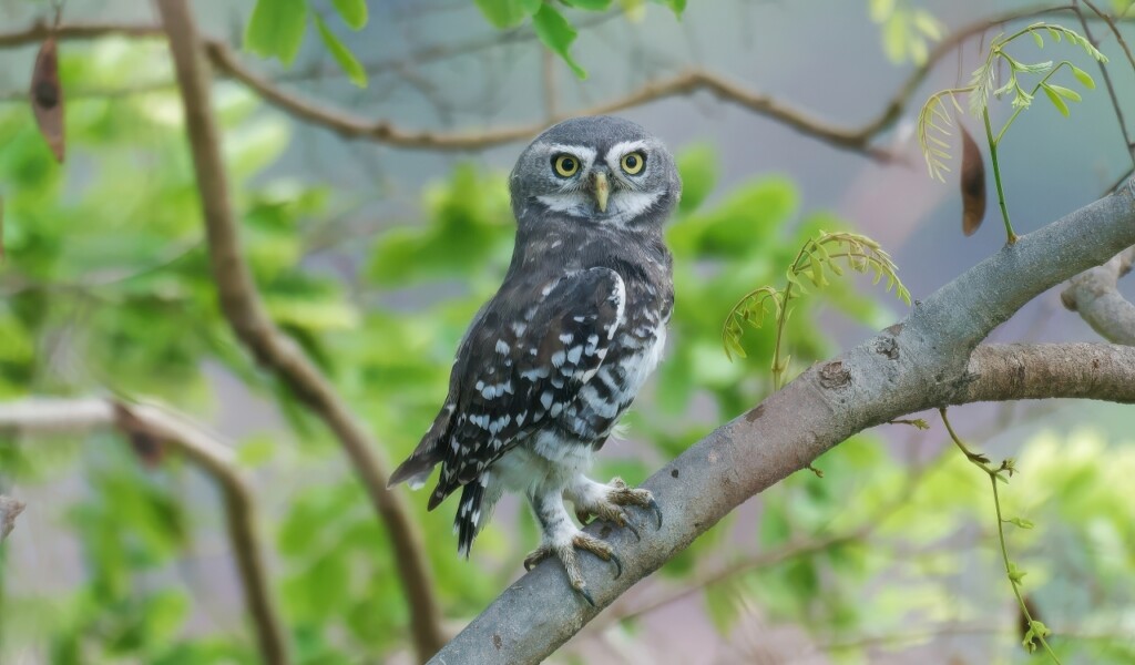 20 Animals That Are Close To Going Extinct