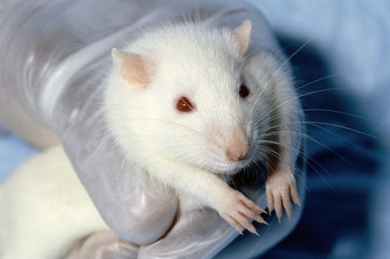 Mice&#8217;s Jaw-Dropping Instinct to Save Buddies from the Brink – Nature&#8217;s Paramedics?