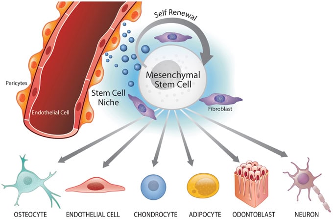 How Long Do Human Cells Actually Live? Your Body Replaces Itself Constantly