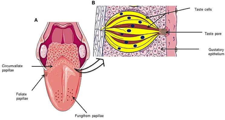 How Long Do Human Cells Actually Live? Your Body Replaces Itself Constantly