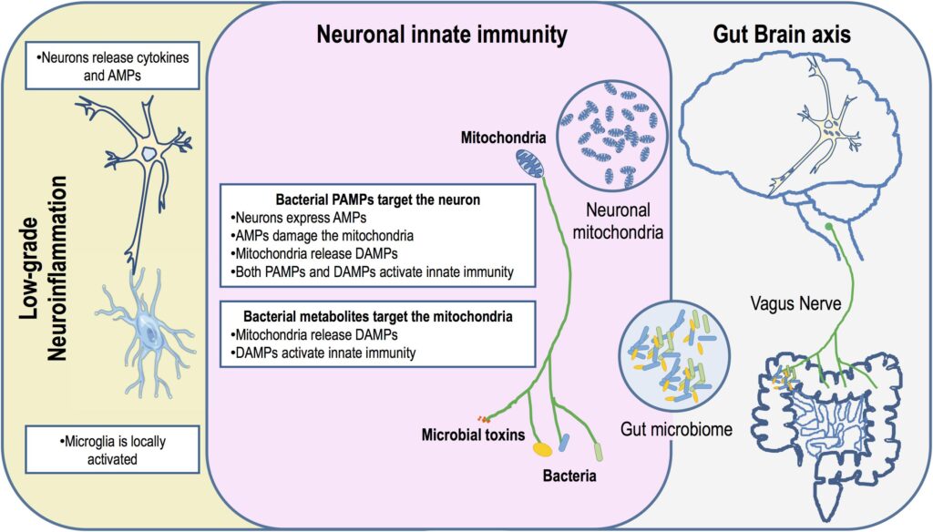 Your Gut Bacteria Might Be Controlling Your Depression &#8211; New Research Find
