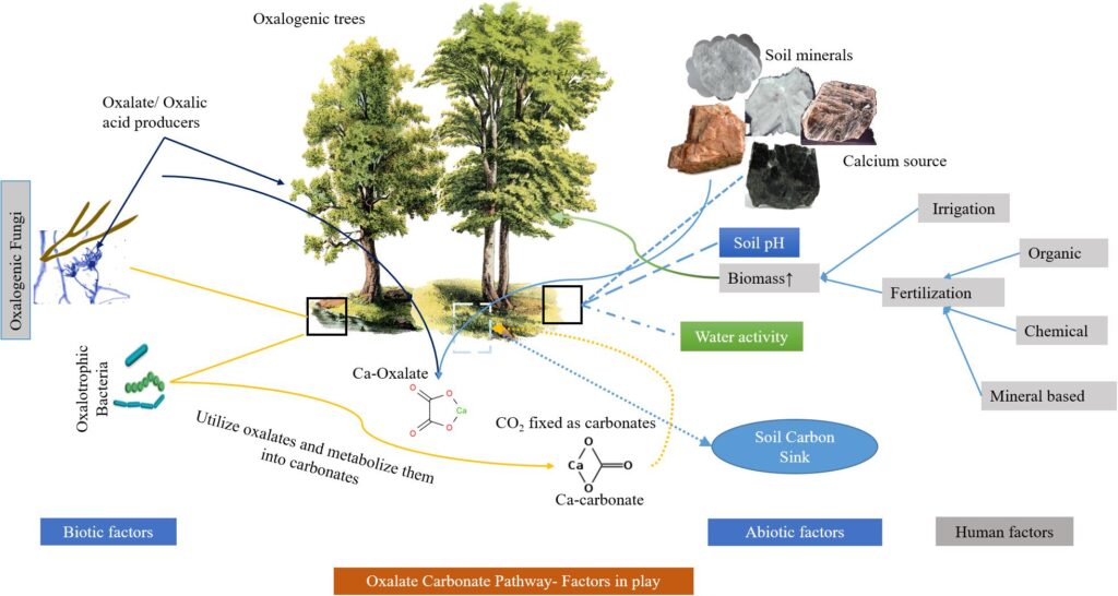 The Climate Solution Hiding in Plain Sight: Trees That Eat CO2 and Poop Out Rocks