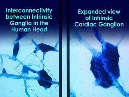 Scientists Discovered a &#8220;Second Brain&#8221; in Your Heart—And It Remembers Everything