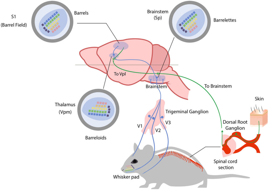 Mice&#8217;s Jaw-Dropping Instinct to Save Buddies from the Brink – Nature&#8217;s Paramedics?