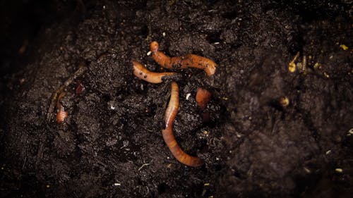 The Darwin Experiments You Never Learned About in School