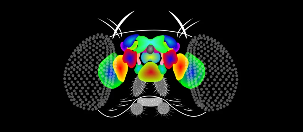Scientists Map 140,000 Neurons in Fruit Fly Brain &#8211; Here&#8217;s What It Reveals About Human Memory