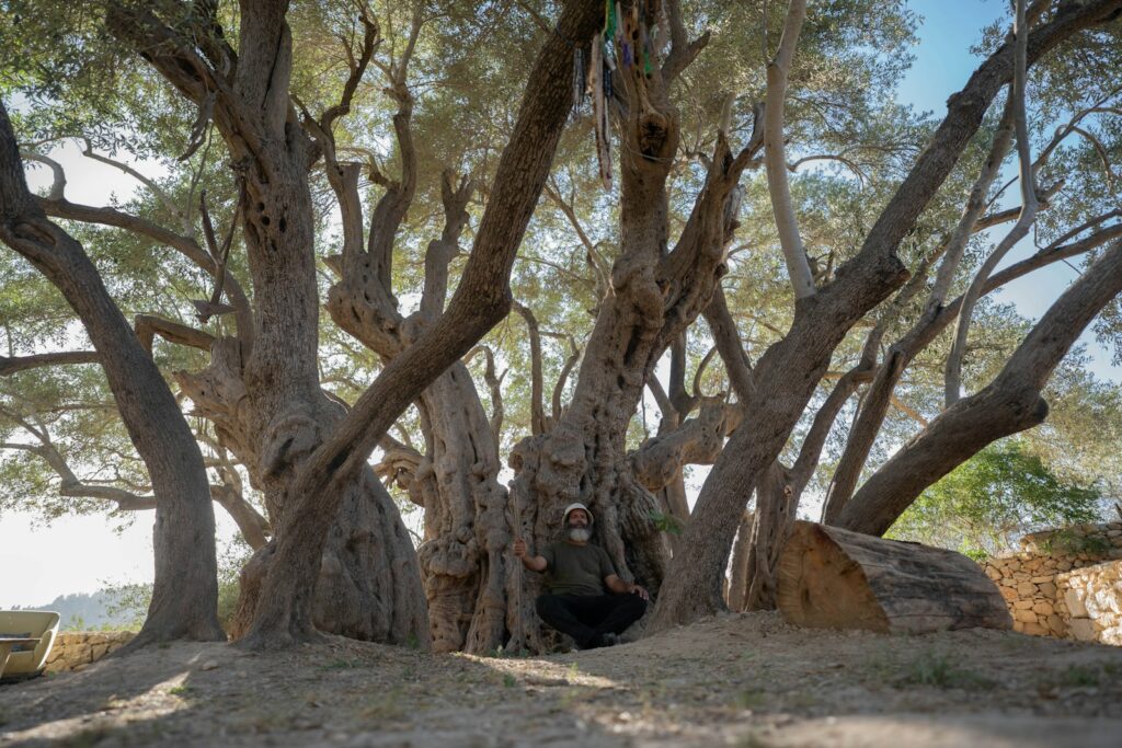The Tree That&#8217;s Been Sending Secret Messages for 500 Years