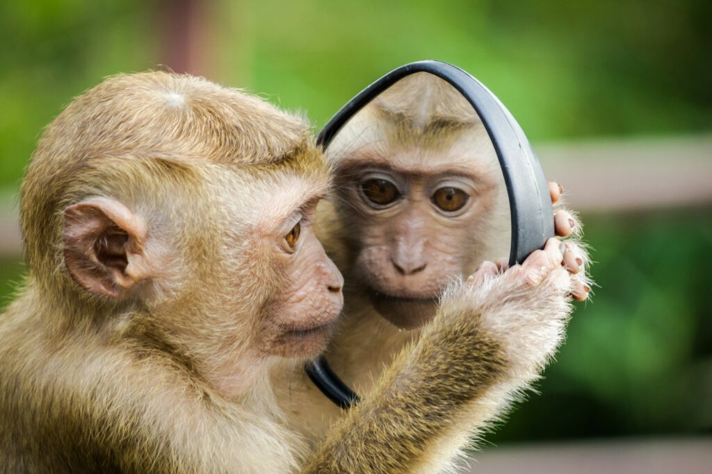 The Mirror Test Results: 23 Animals That Actually Recognize Themselves