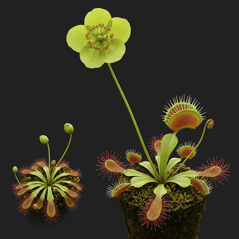 Scientists Just Discovered a &#8216;Hidden&#8217; Carnivorous Plant That&#8217;s Been Hiding in Plain Sight for Over 100 Years