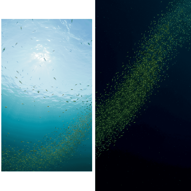 The Ocean&#8217;s Greatest Migration Happens Every Night: Trillions of Animals Travel Vertically