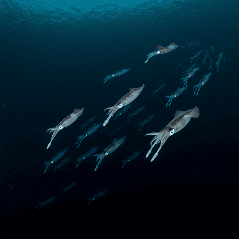 The Ocean&#8217;s Greatest Migration Happens Every Night: Trillions of Animals Travel Vertically