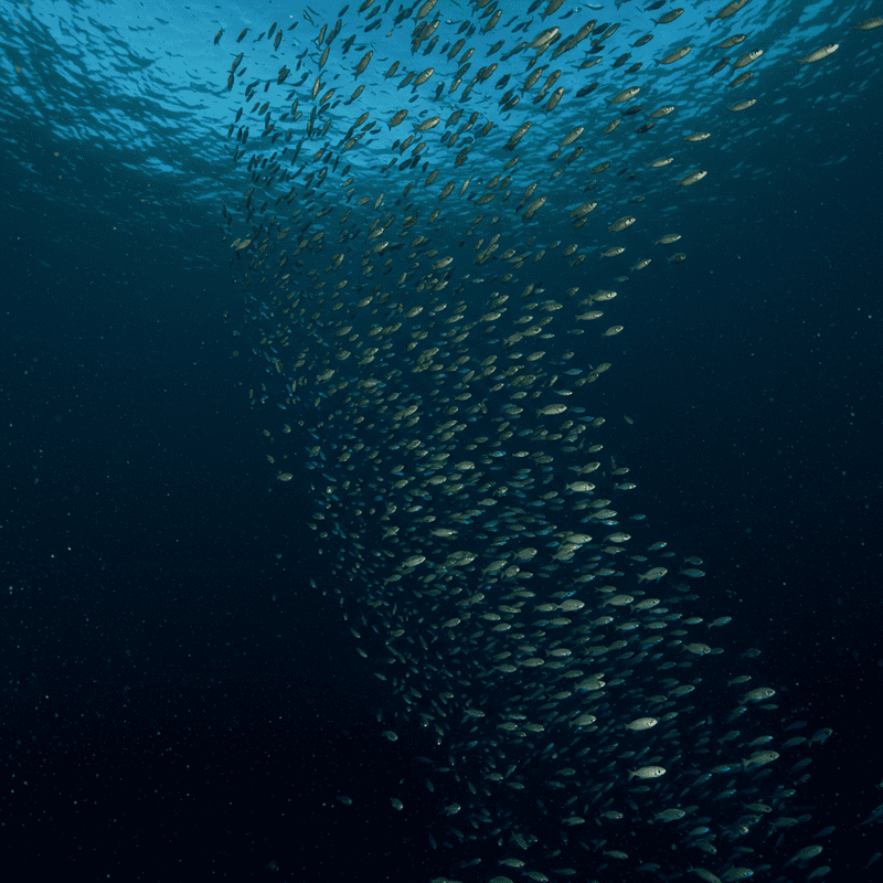 The Ocean&#8217;s Greatest Migration Happens Every Night: Trillions of Animals Travel Vertically
