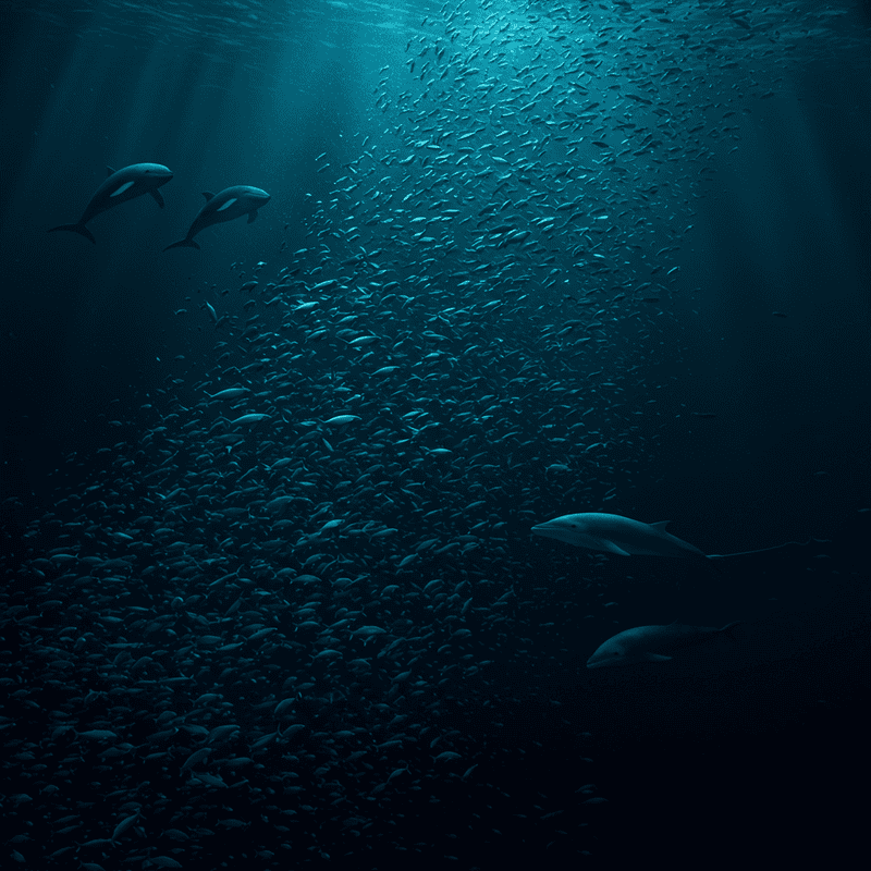 The Ocean&#8217;s Greatest Migration Happens Every Night: Trillions of Animals Travel Vertically