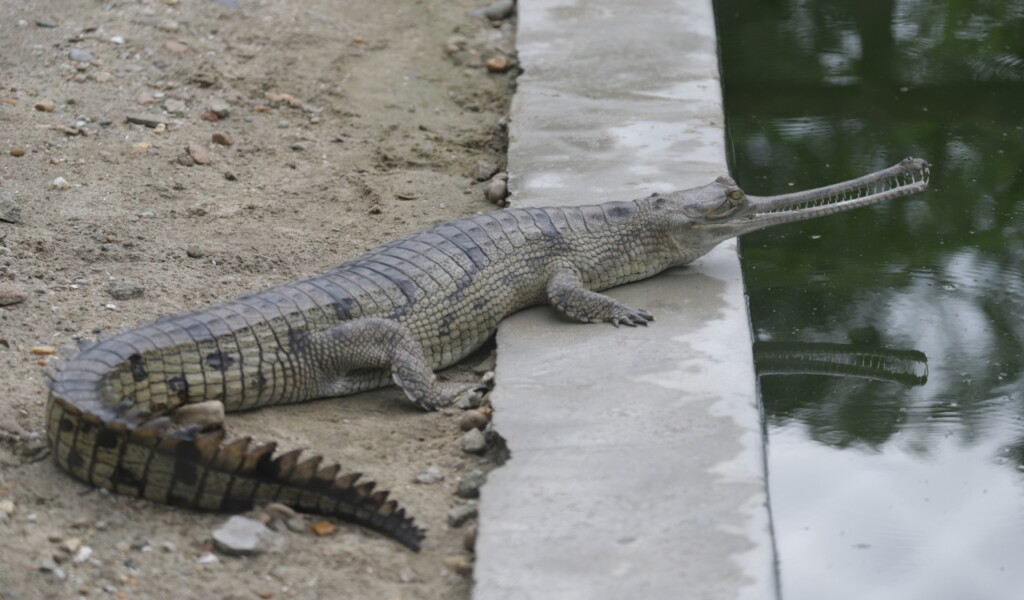 20 Animals That Are Close To Going Extinct