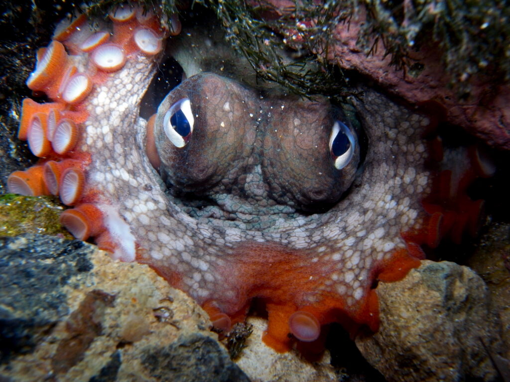 How Octopuses Became the Ocean&#8217;s Smartest Invertebrates — 25 Problem-Solving Abilities