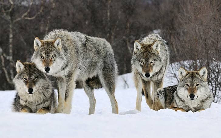 Why Scientists Are Officially Debunking the &#8220;Alpha Wolf&#8221; Theory—And What It Means for Leadership