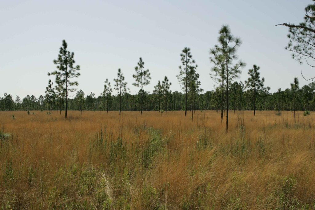 The Plant That Can Literally Eat Metal (And It&#8217;s Growing in Your Backyard)