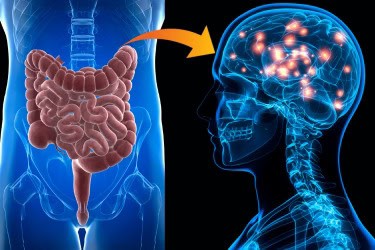 The Gut Health Revolution: How Probiotics Work Differently in Younger and Older Bodies