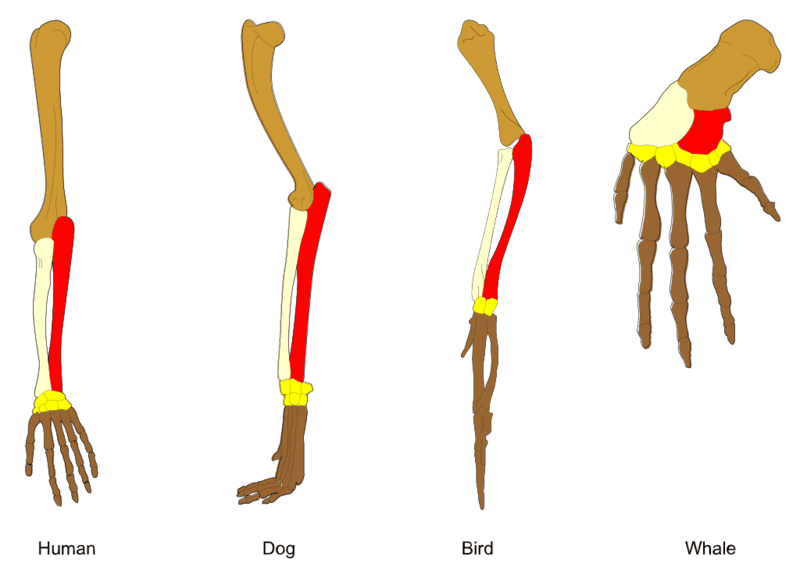 15 Steps from Non-Living to Living: How Life May Have Evolved