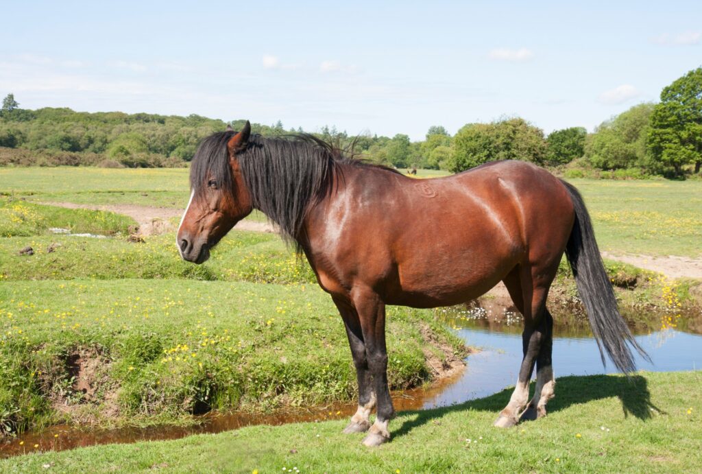 Scientists Decode Horse Facial Expressions to Better Understand Their Emotions
