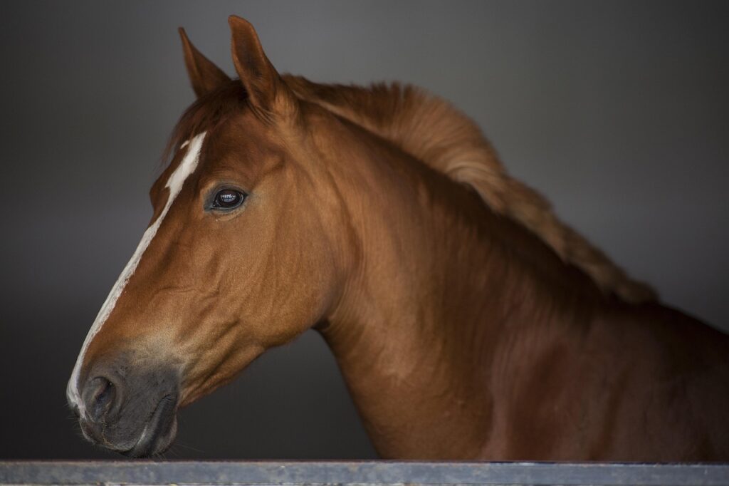 Scientists Decode Horse Facial Expressions to Better Understand Their Emotions