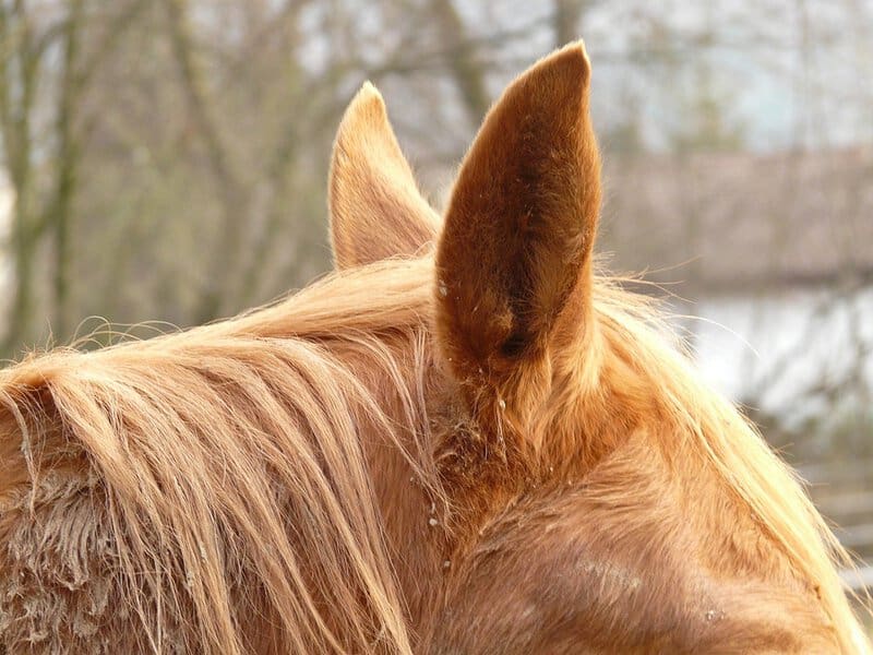 Scientists Decode Horse Facial Expressions to Better Understand Their Emotions
