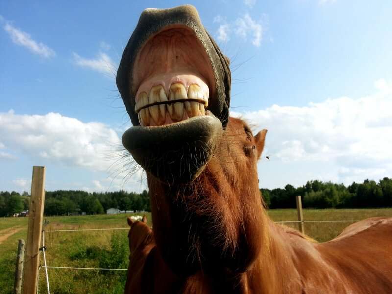 Scientists Decode Horse Facial Expressions to Better Understand Their Emotions