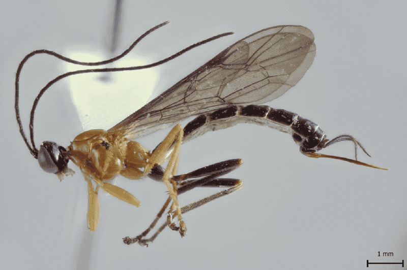 The Zombie Makers: Meet the Parasites That Control Animal Minds