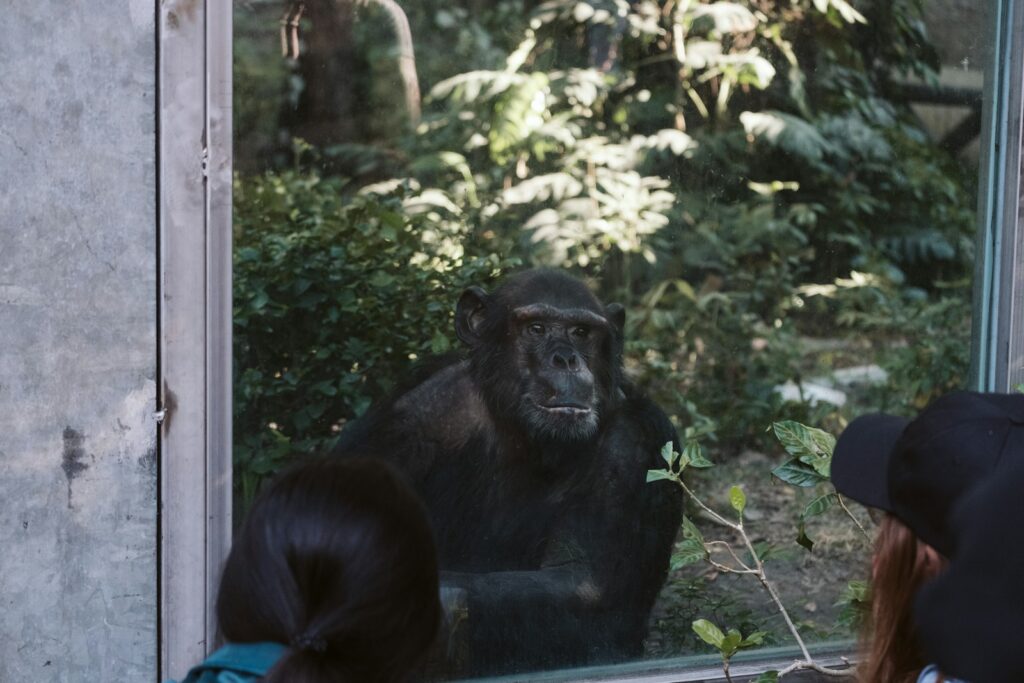 The Mirror Test Results: 23 Animals That Actually Recognize Themselves