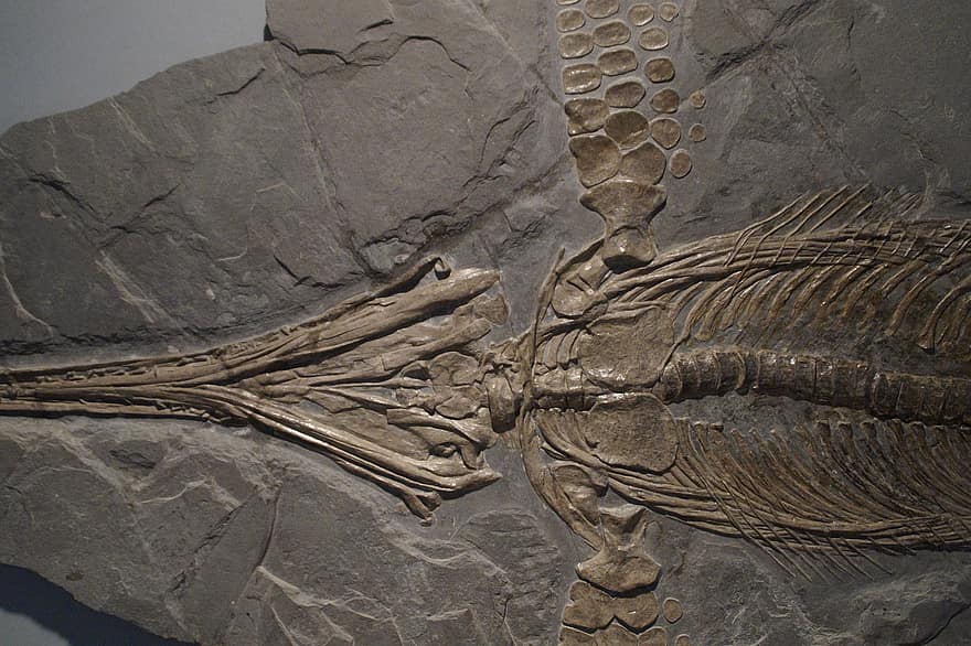 The 289-Million-Year-Old Skin That Rewrites Evolution History