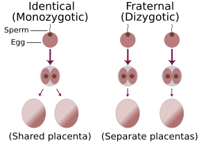 30 Fascinating Insights from Twin Studies: Unraveling the Nature vs. Nurture Debate