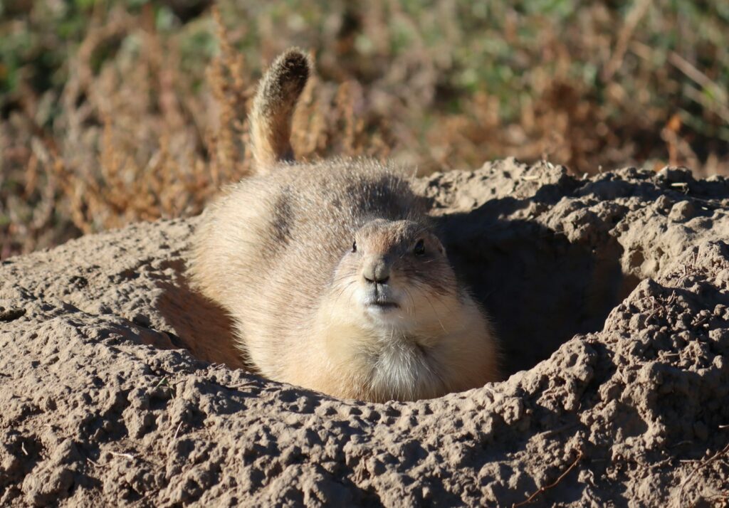 30 Animals Whose Building Skills Rival Human Engineers