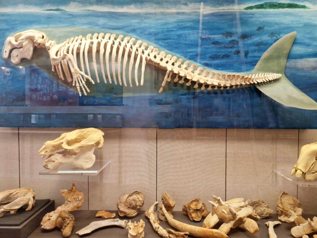 Bone-Eating Worms Have Been Cleaning Ocean Floors for Over 100 Million Years