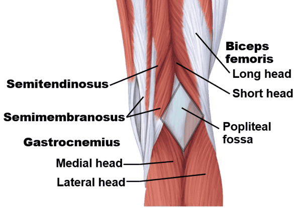 The Body Parts You Didn&#8217;t Know You Had (That Could Save Your Life)