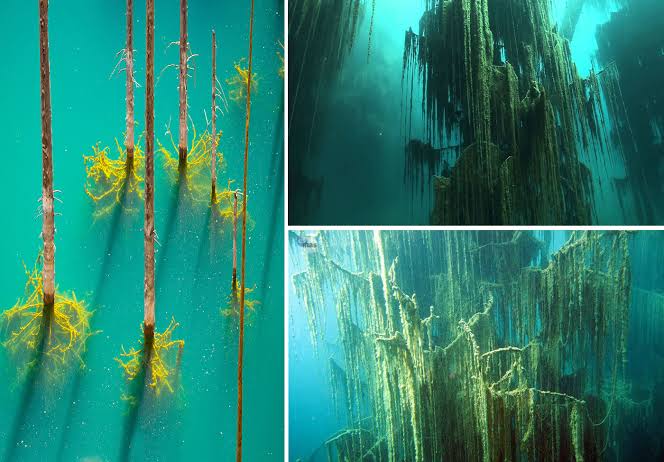 Marine Biologists Discover 60,000-Year-Old Underwater Forest Off Alabama Coast