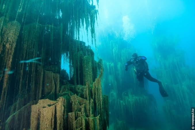 Marine Biologists Discover 60,000-Year-Old Underwater Forest Off Alabama Coast