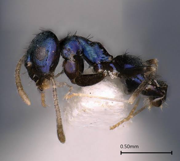Scientists Just Discovered Blue Ants- and They Are Incredibly Rare