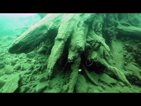 Marine Biologists Discover 60,000-Year-Old Underwater Forest Off Alabama Coast