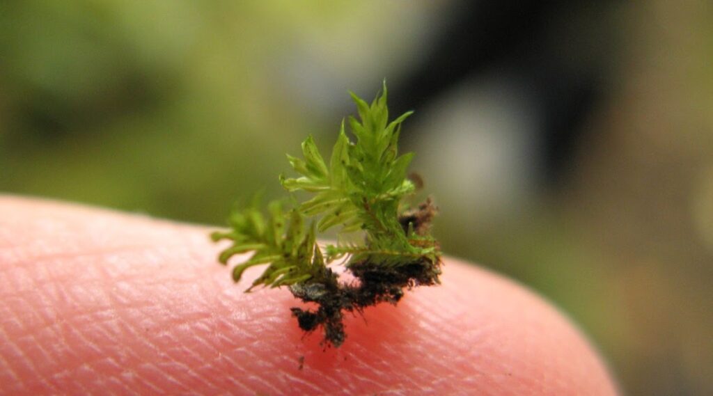 Antarctica Is Growing New Forests—But It&#8217;s Not Good News